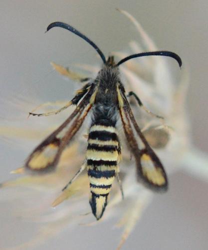 Bembecia sp.